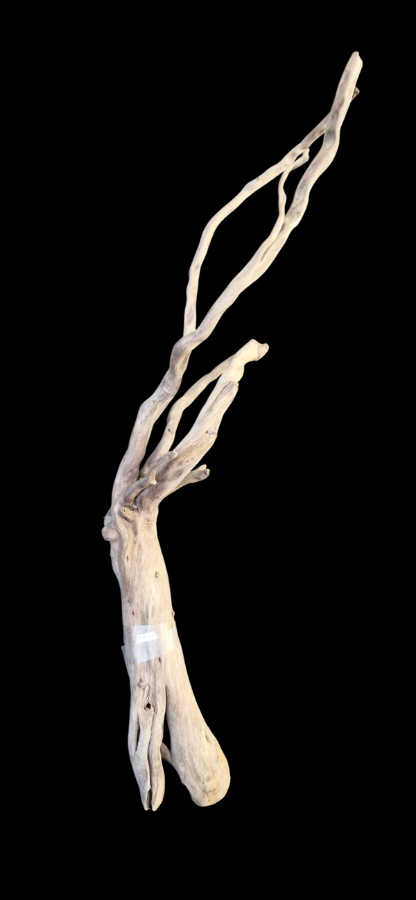 Belle racines flotté 93 cm