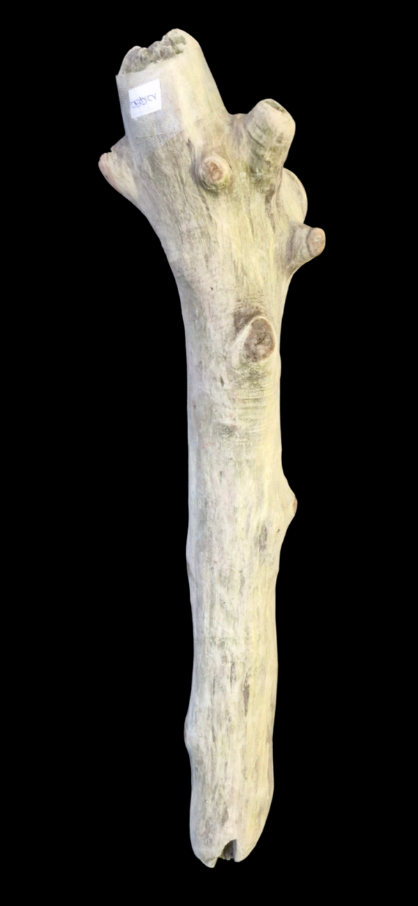 Bois flotté 46.2 cm
