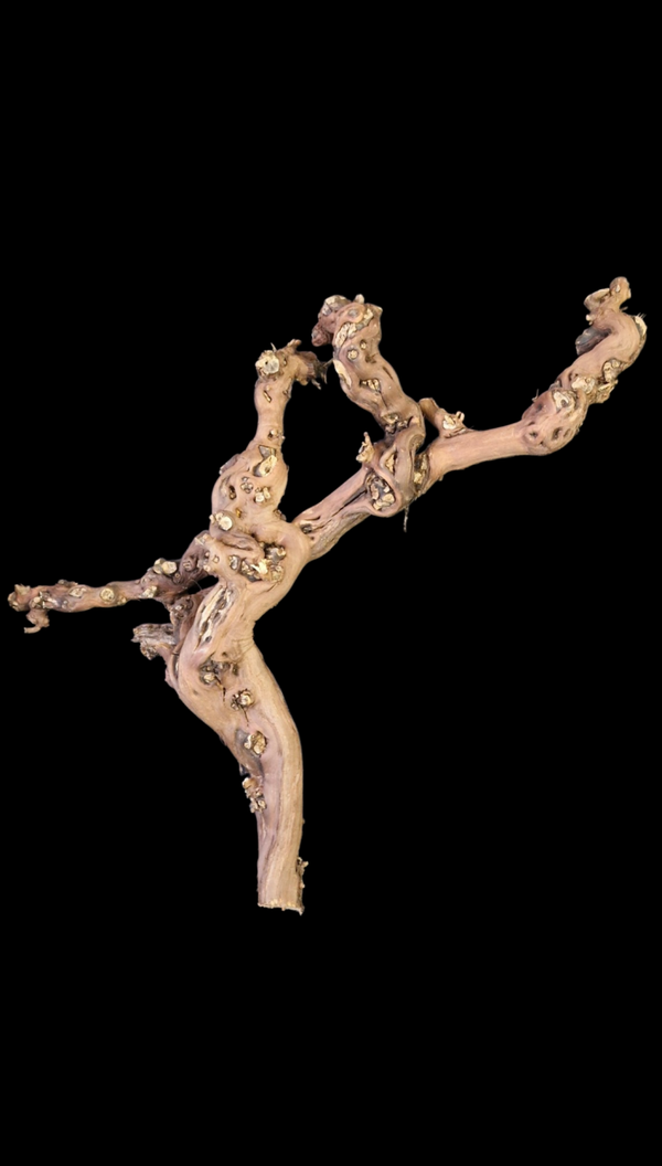 Pied de vigne 70.2 cm