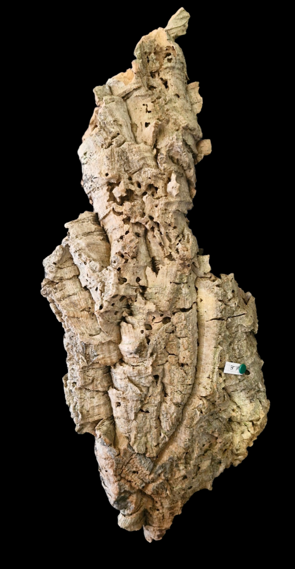 Écorce de liège 55.8 cm