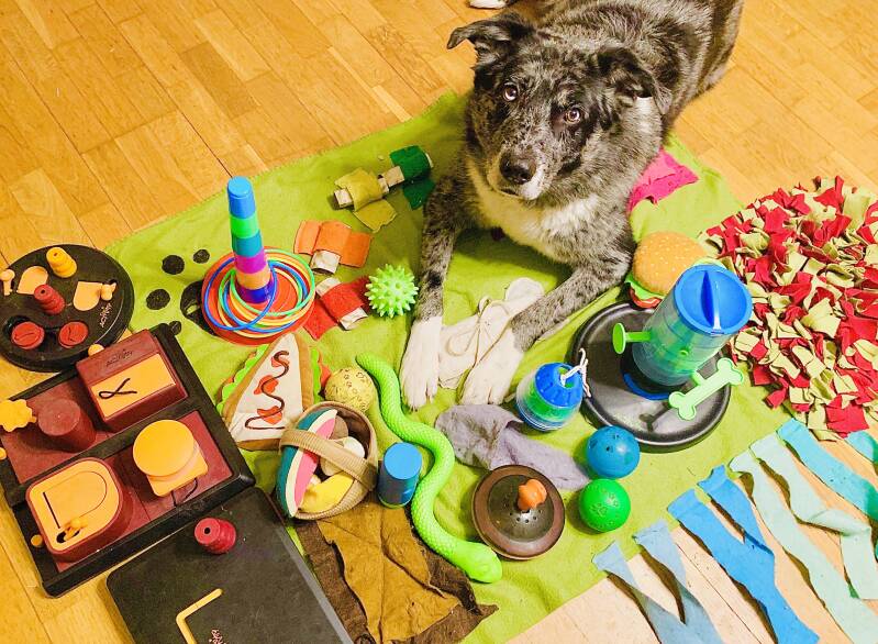 Hundespielzeug | Beschäftigung | Lockdown | Schnüffelspiel