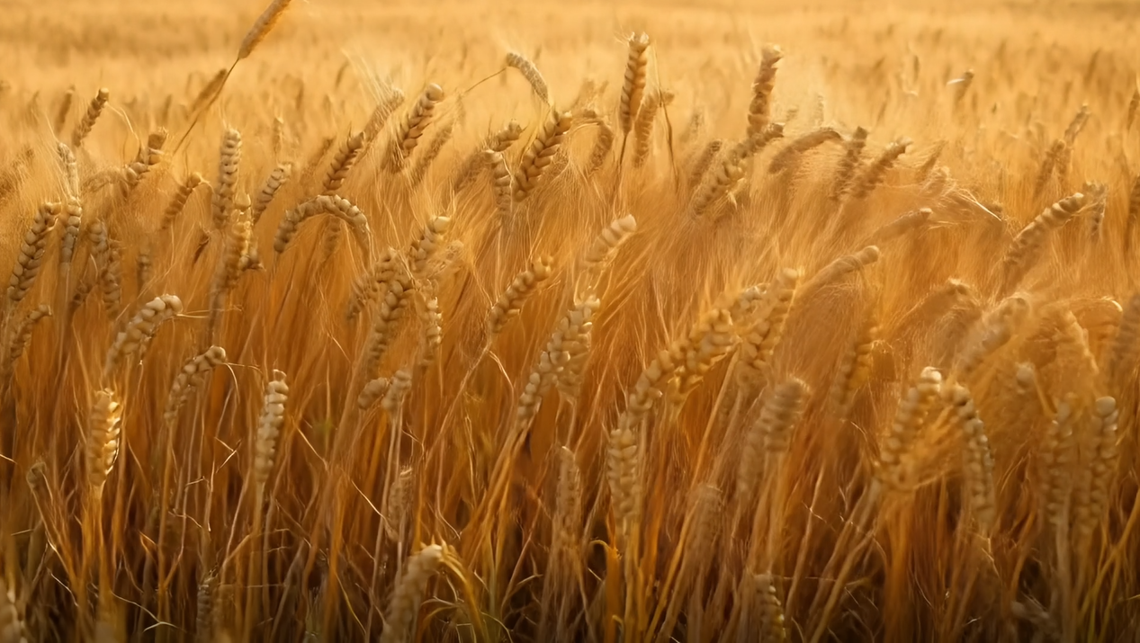 the-wheat-standard-npqbe4.png