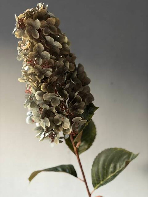 Pluimhortensia oud groen