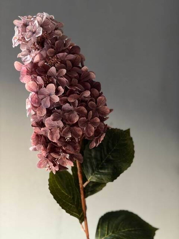 Pluimhortensia oud paars