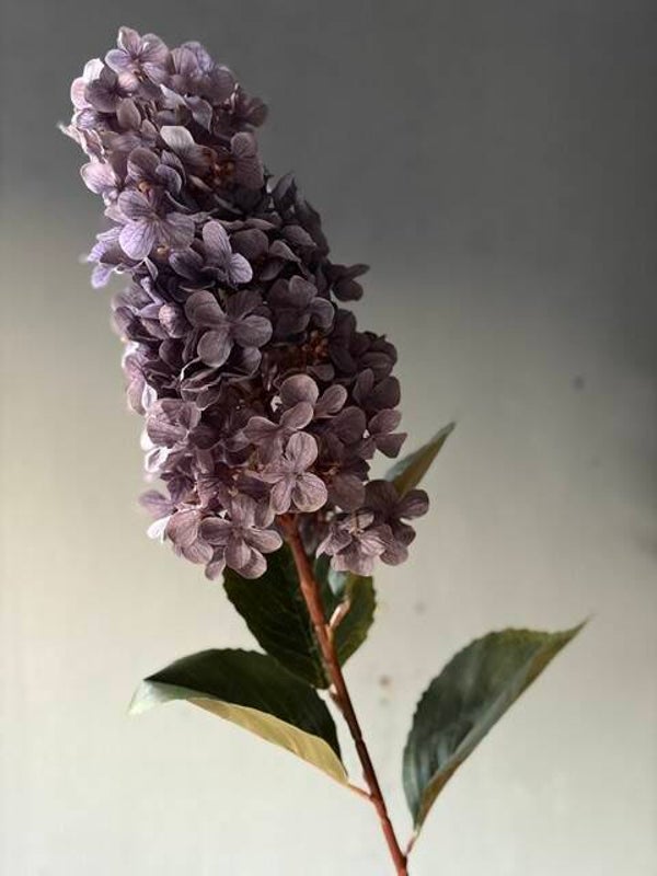 Pluimhortensia