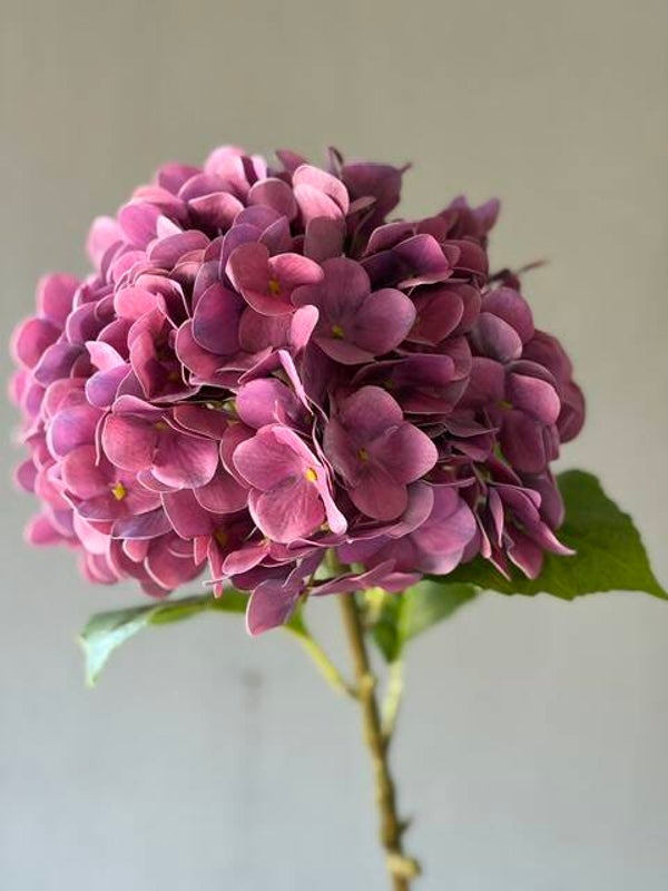 Hortensia paars