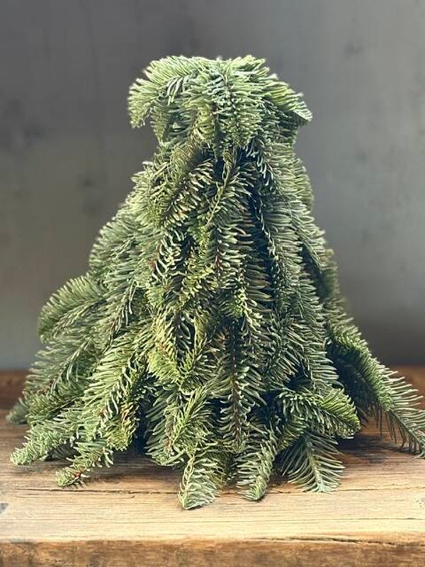 Noblis boom ca. 30 cm. (bijna echt)