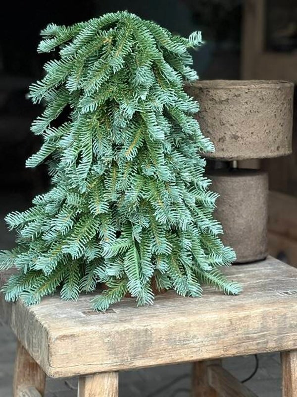 Nobilis boom ca. 40 cm. (bijna echt)