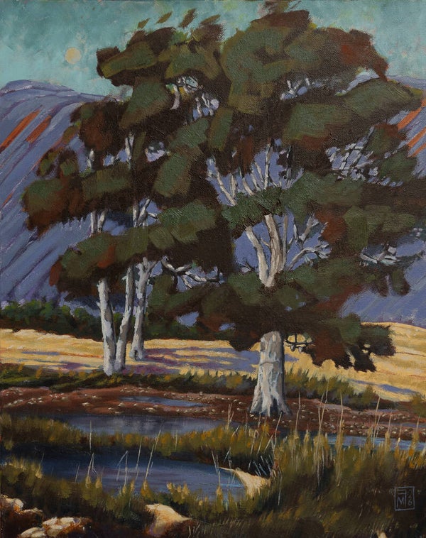 Ghost Gums of Mt Compass