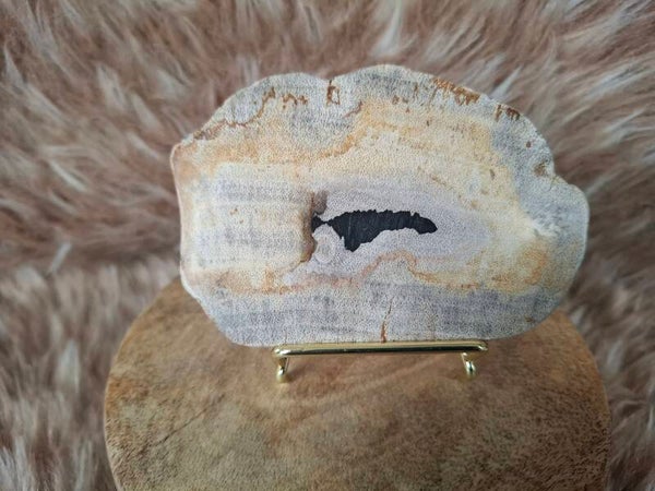 Versteend hout