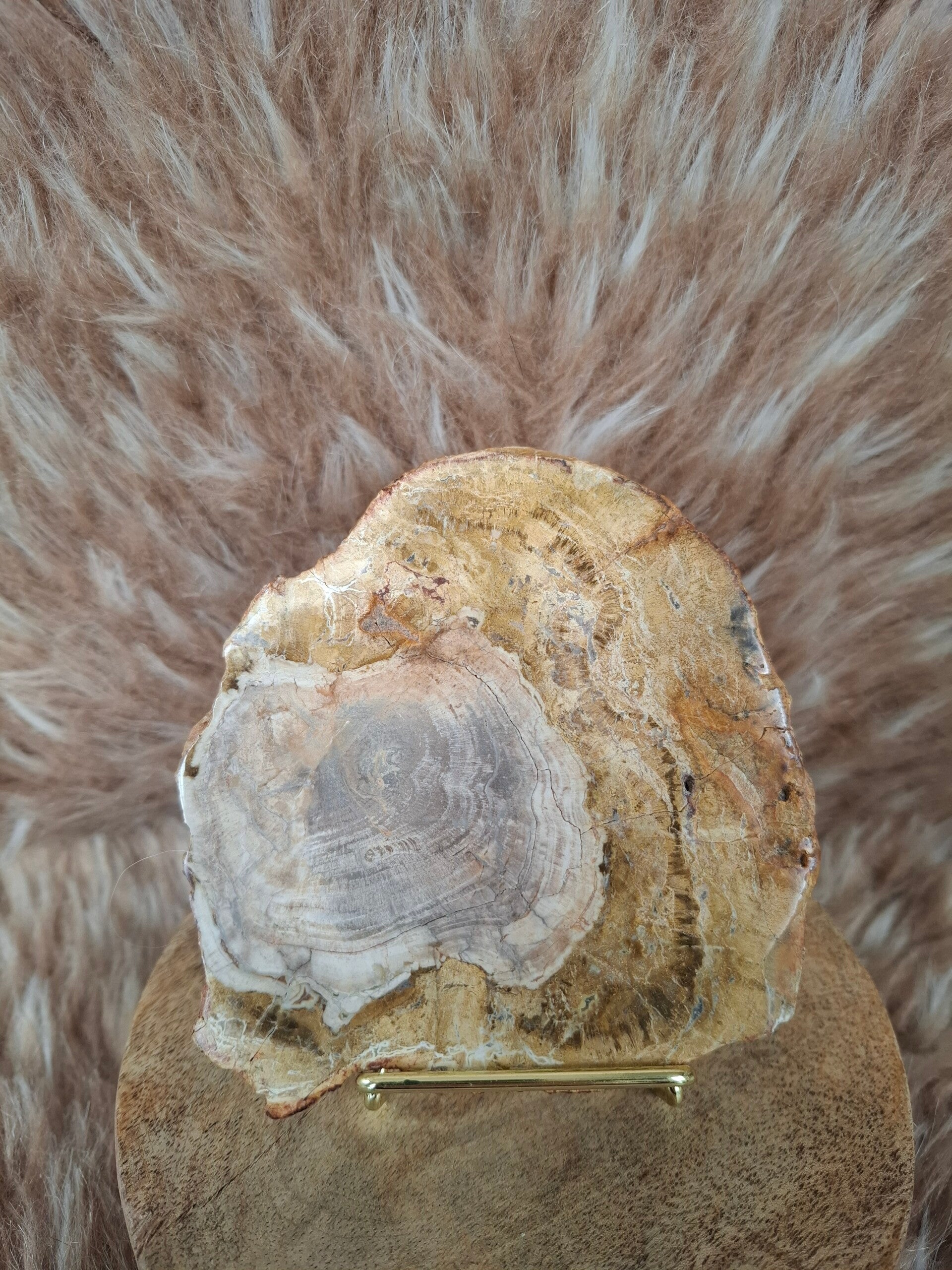 Versteend hout