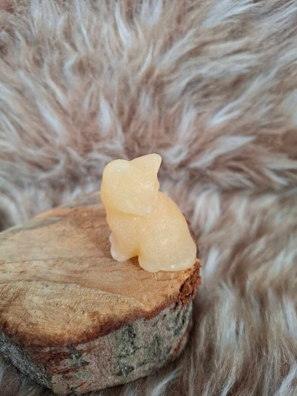 Gele calciet kat