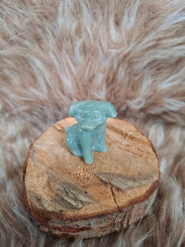 Aventurijn  Chihuahua