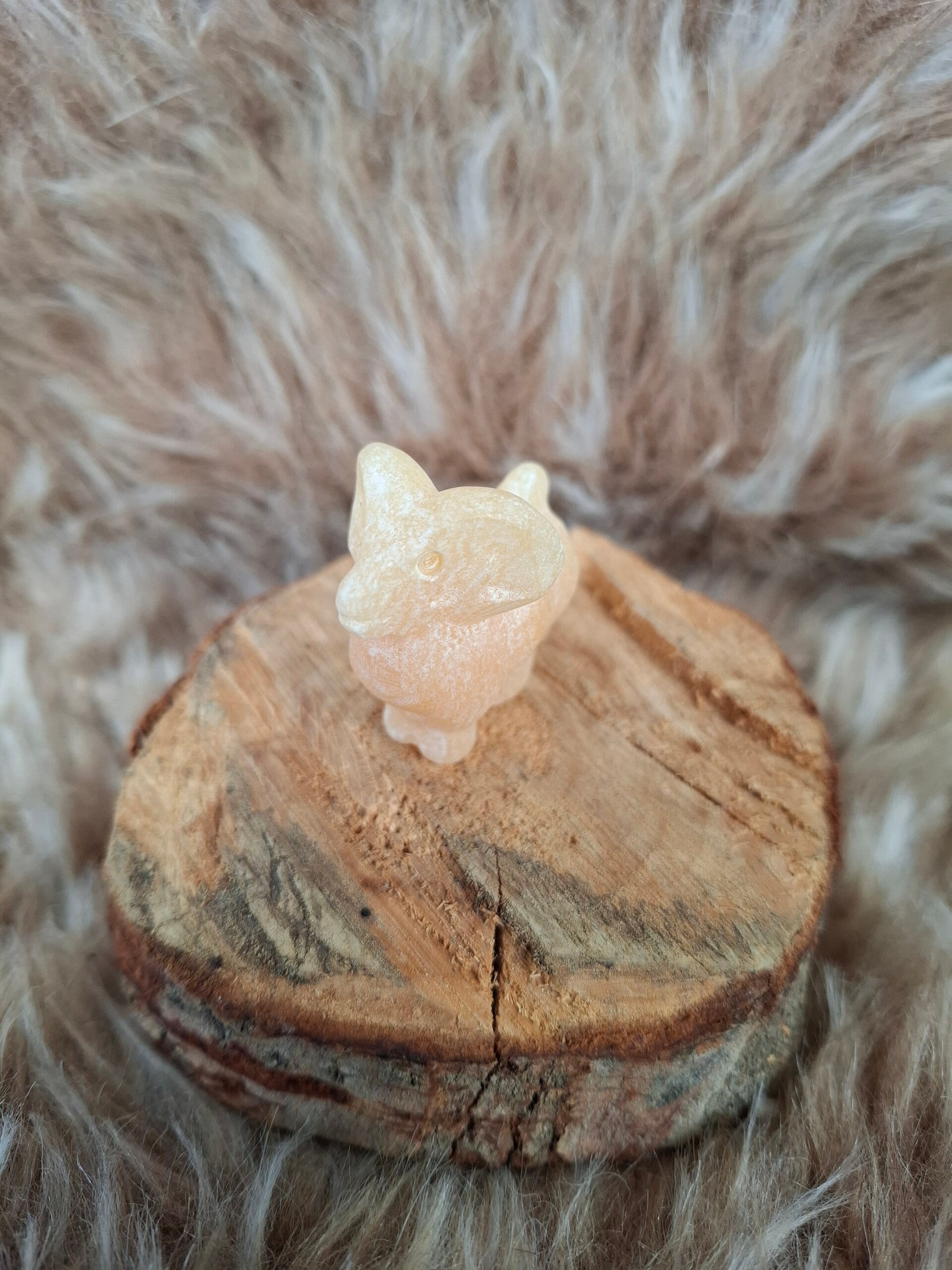 Gele calciet steenbokje