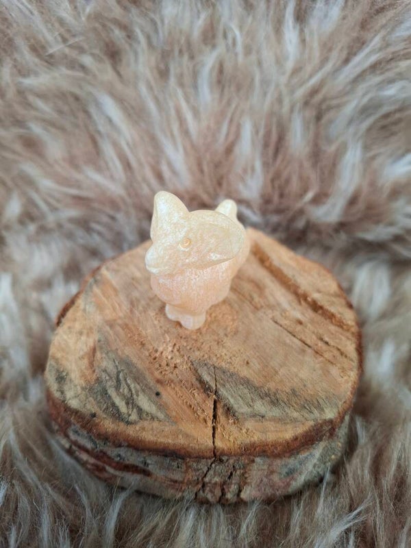 Gele calciet steenbokje