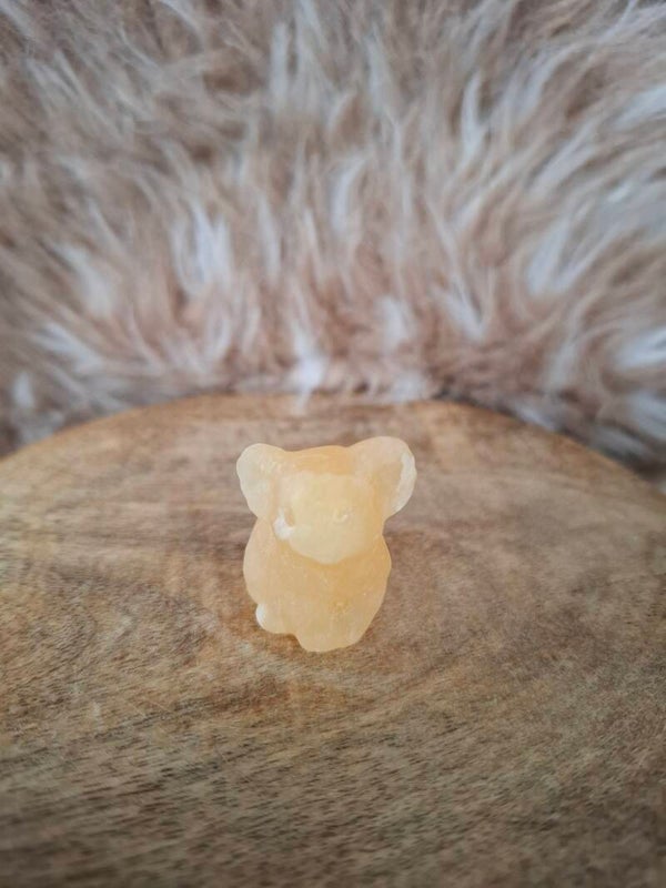 Gele calciet koala
