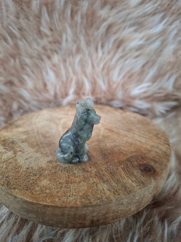 Labradoriet wolf