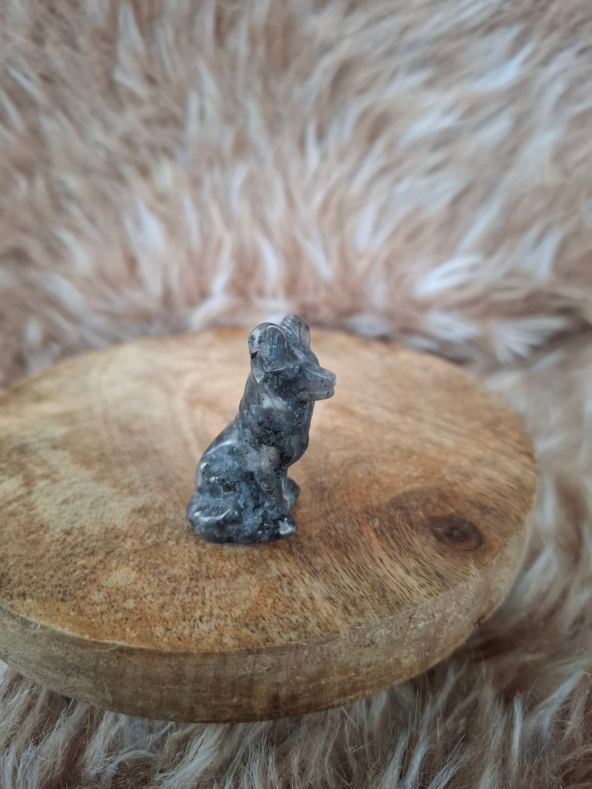 Labradoriet wolf