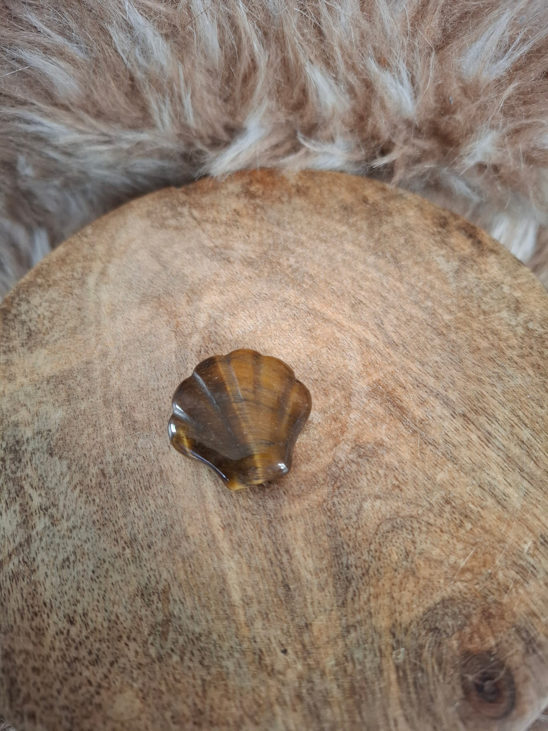 Tijgeroog schelp