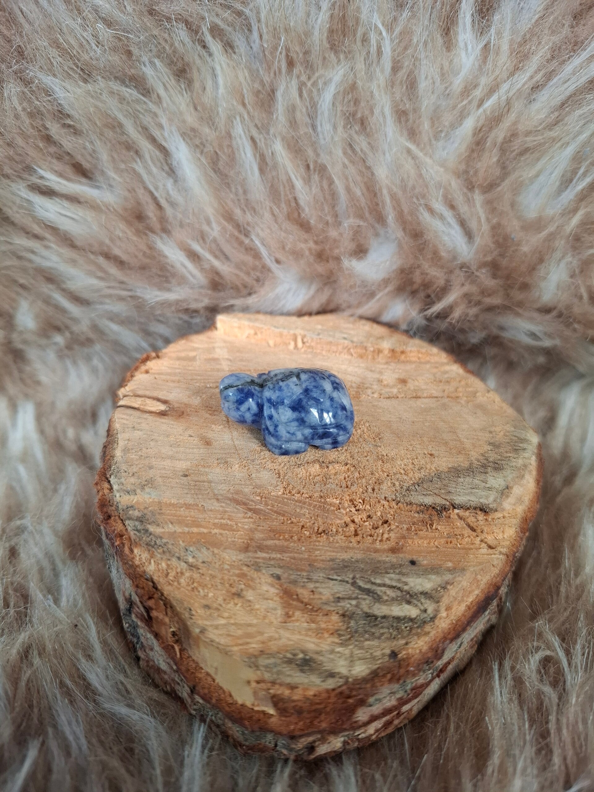 Sodaliet schildpad