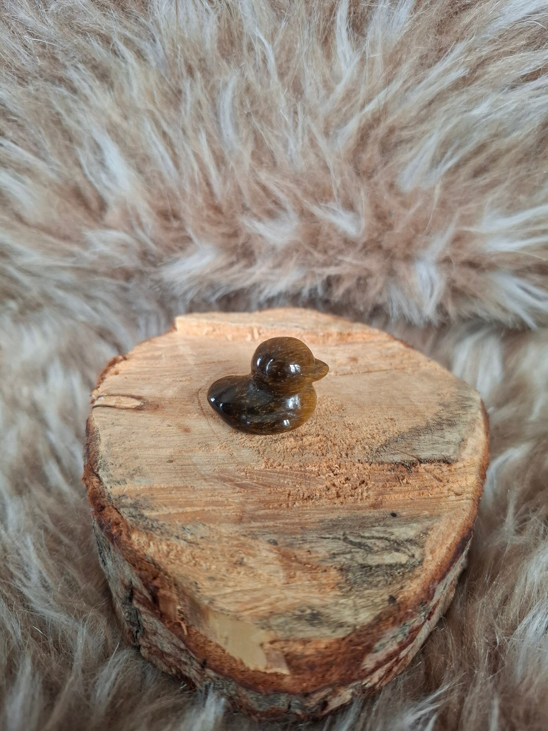 Tijgeroog eendje