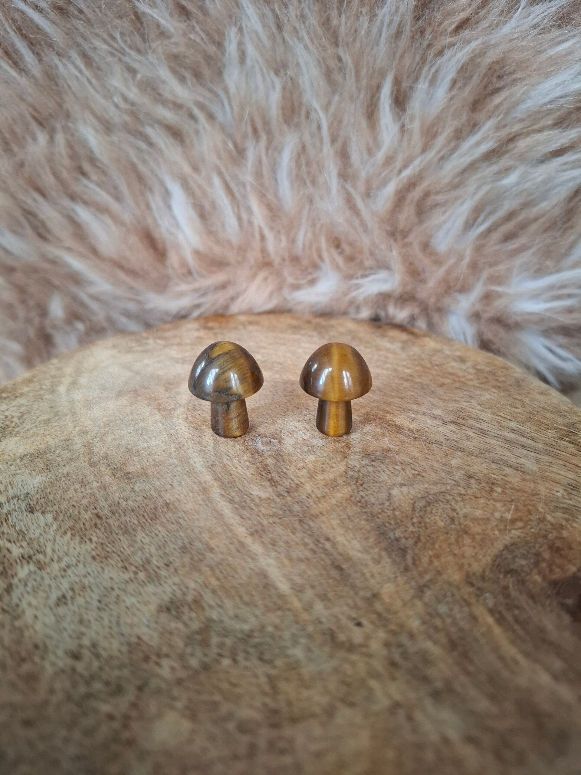 Tijgeroog paddestoel mini
