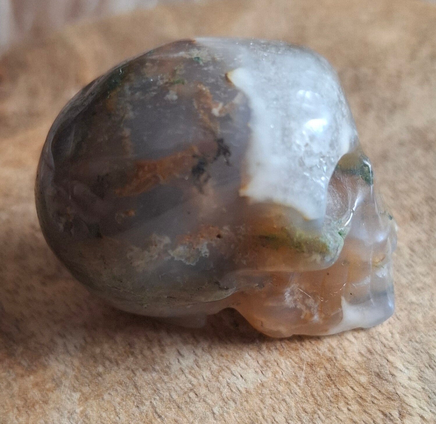 Mosagaat skull
