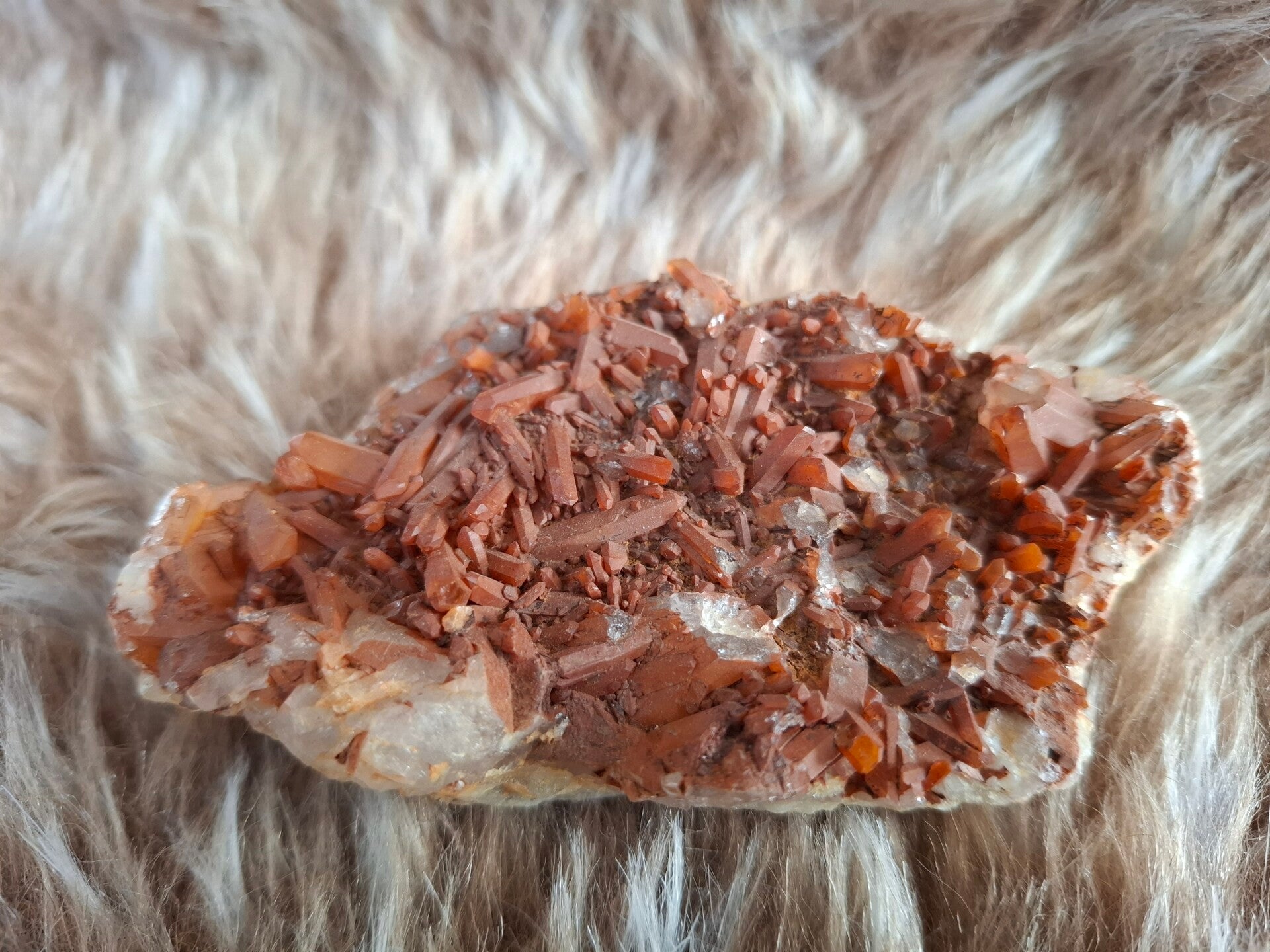 Ruwe tangerine