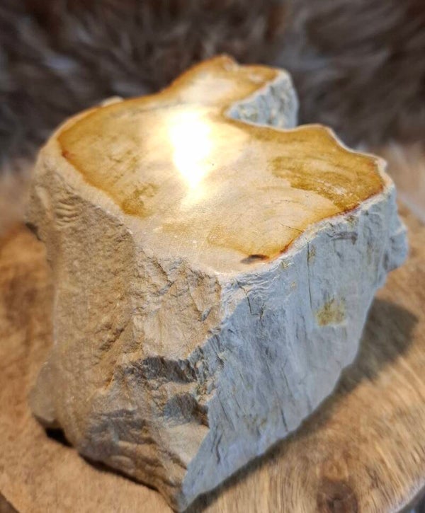 Versteend hout
