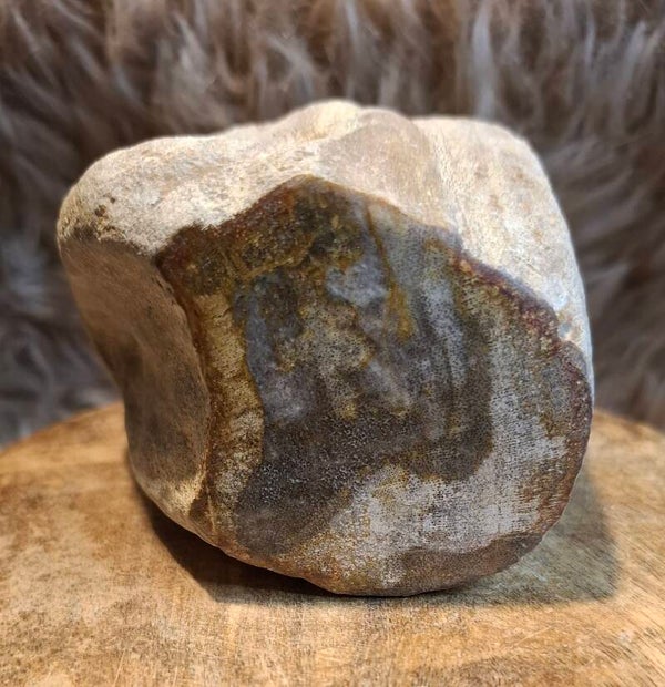 Versteend hout