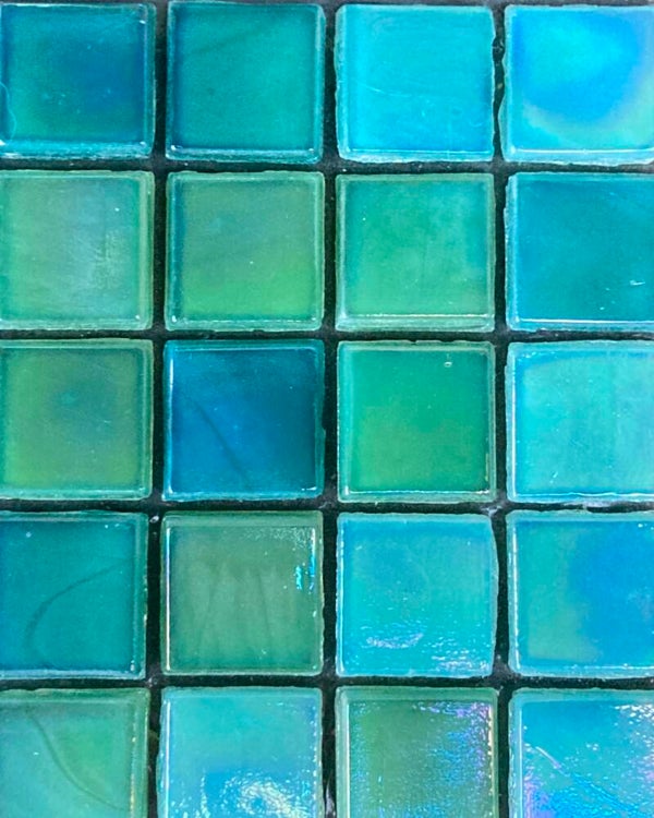 Sea Celery mix 25 stuks