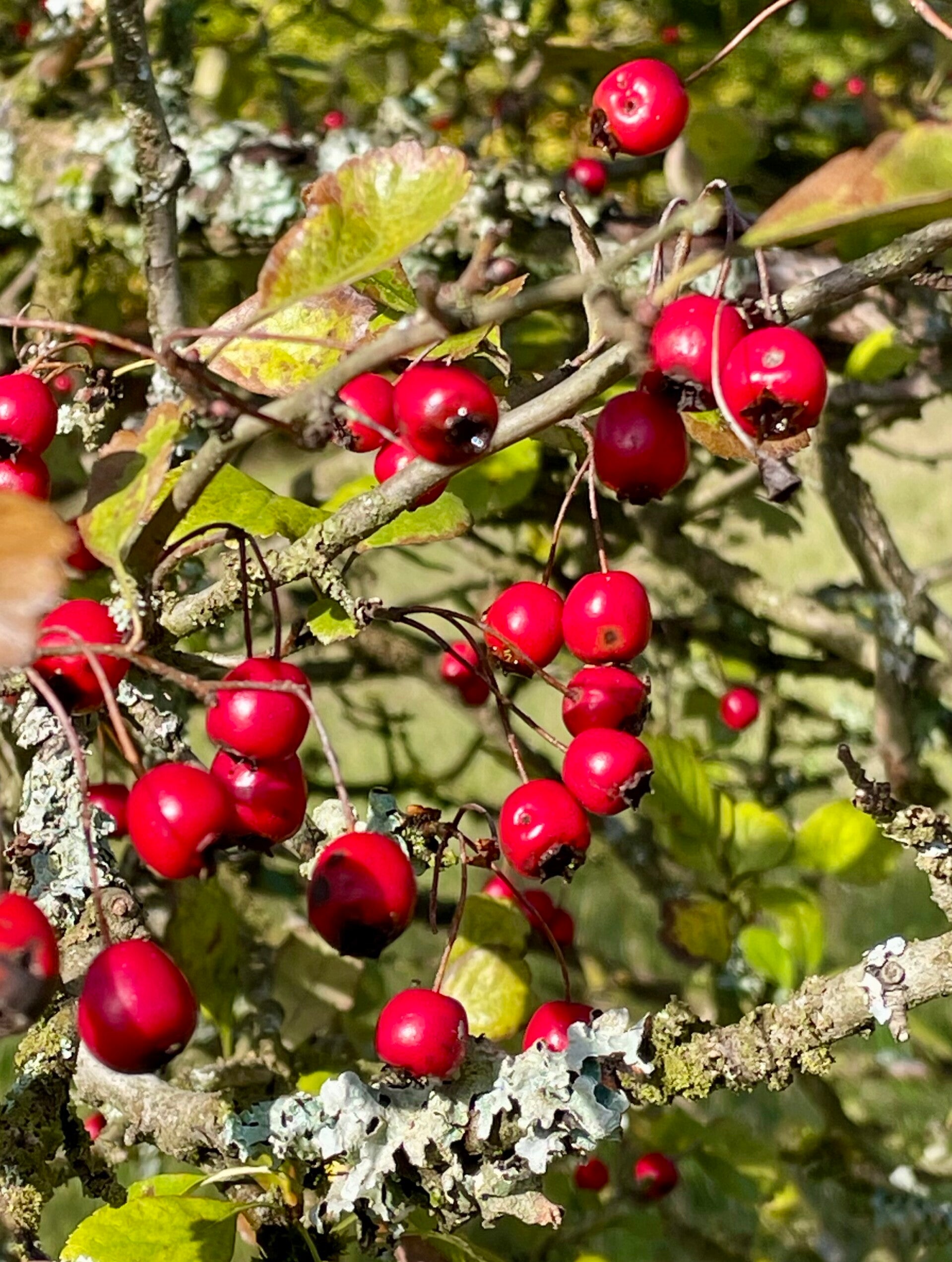 Wald barfuß entdecken