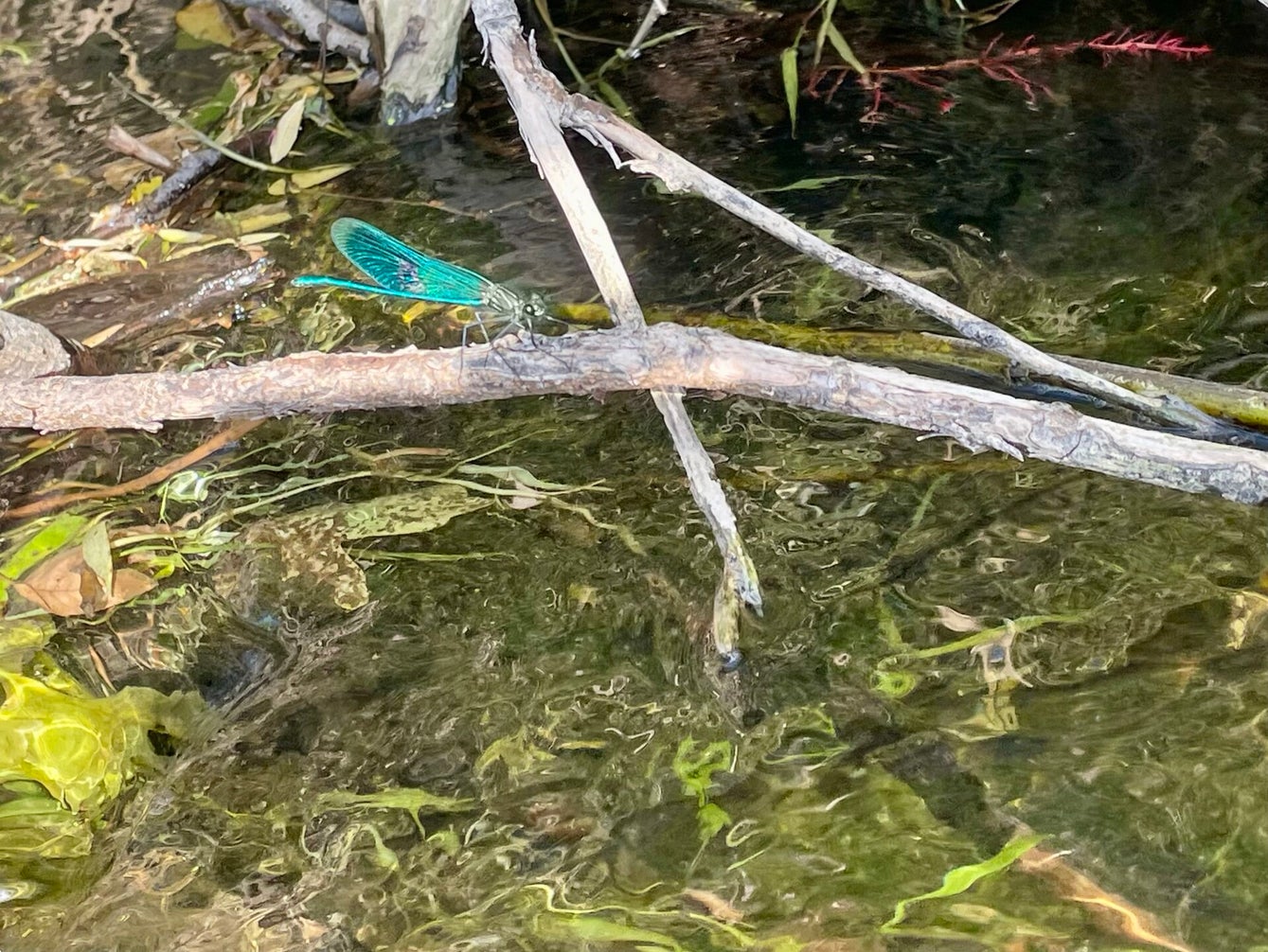 Wasser beobachten und Wandel erfahren