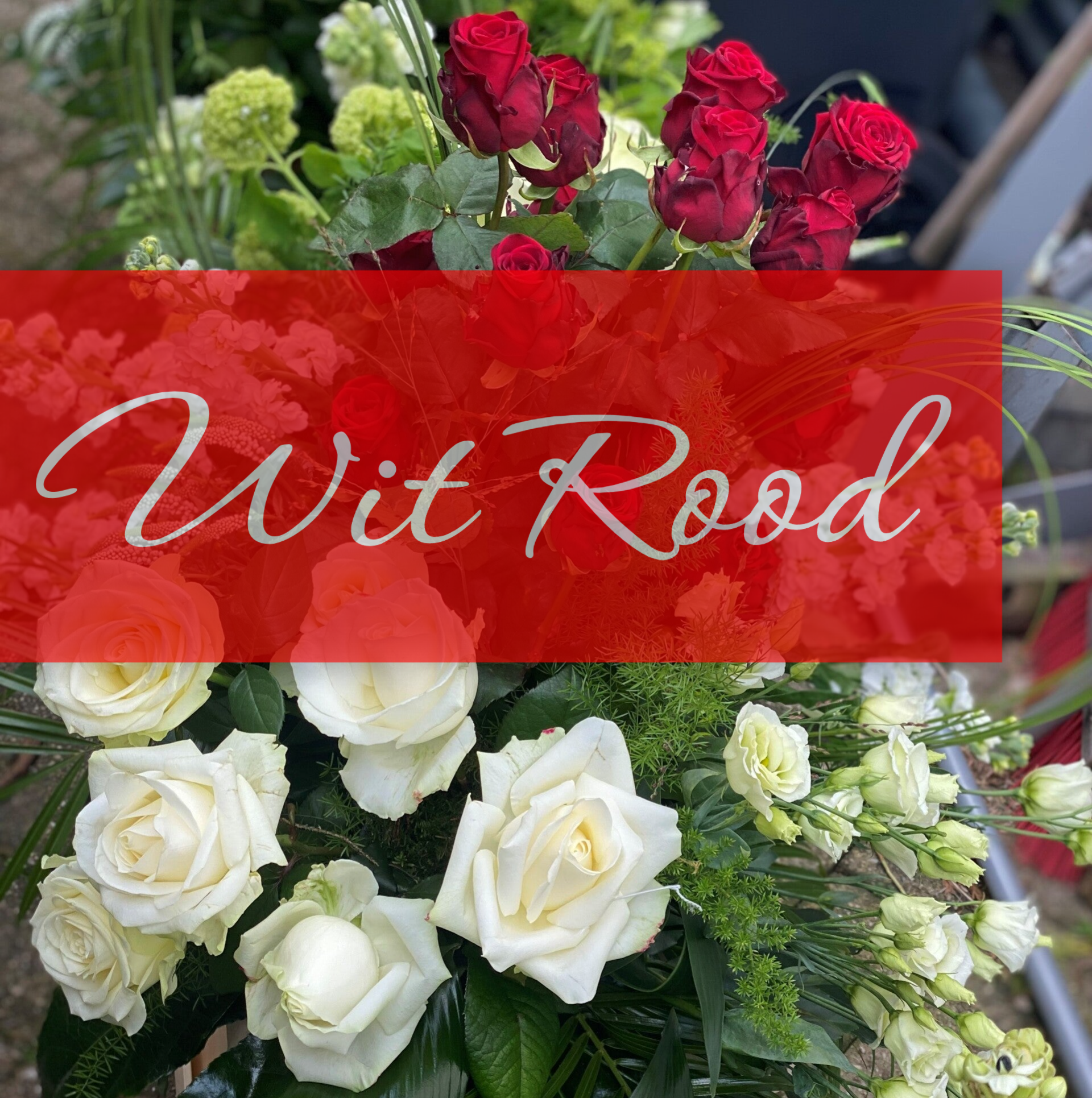 wit rood