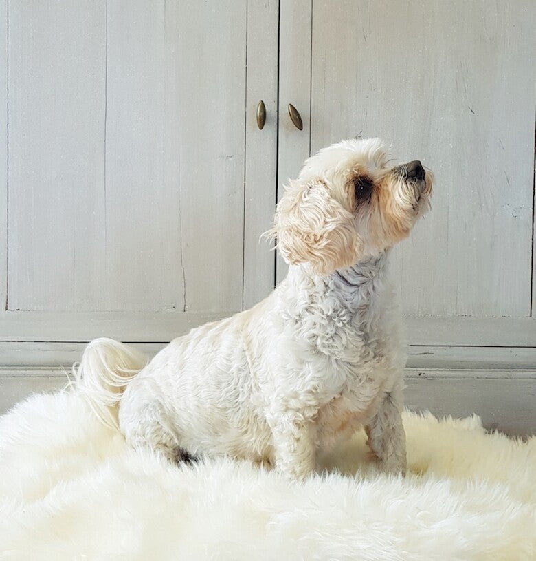 Pet Sheepskin Rug