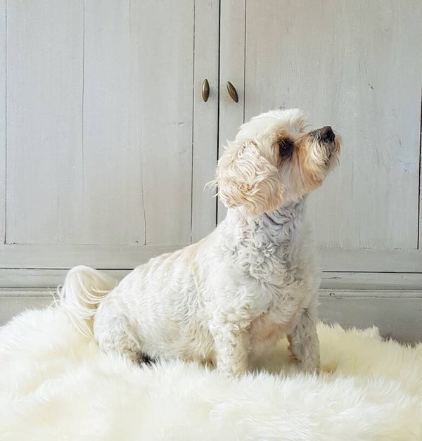 Pet Sheepskin Rug