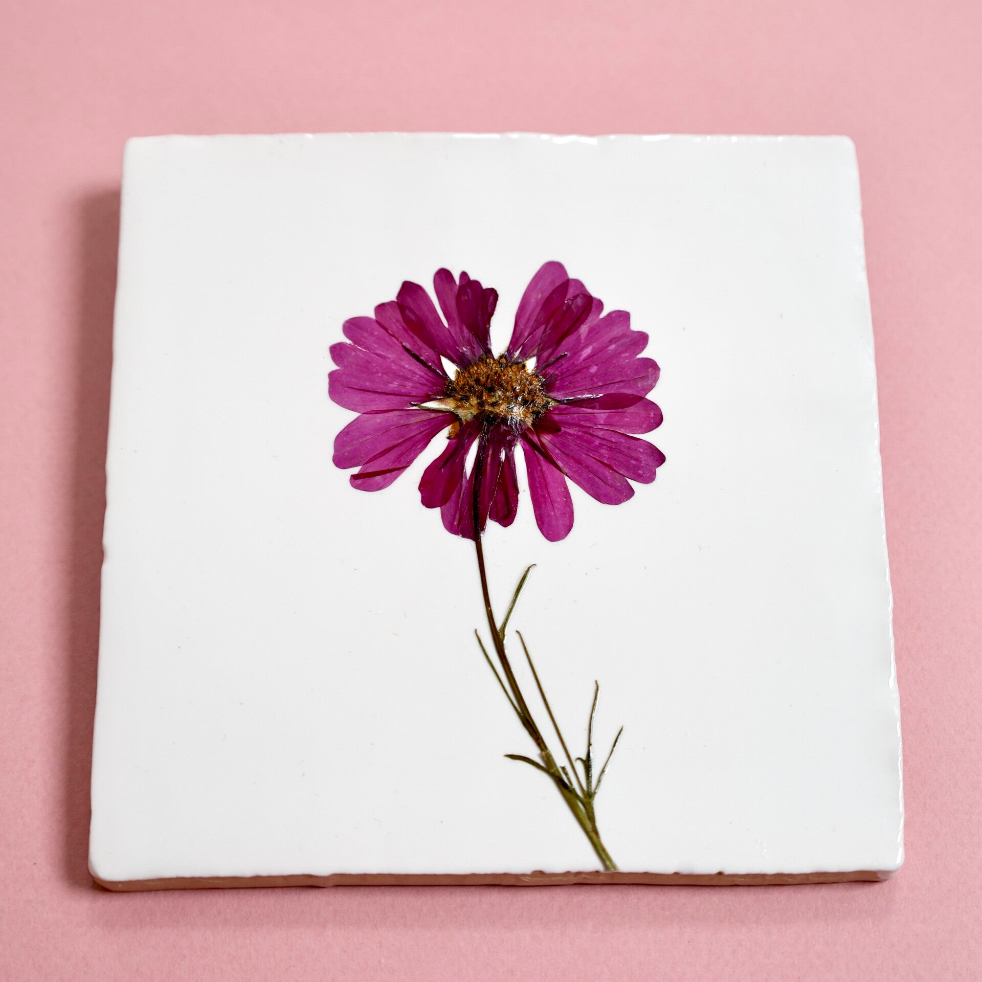 Tegeltje Cosmea No.2