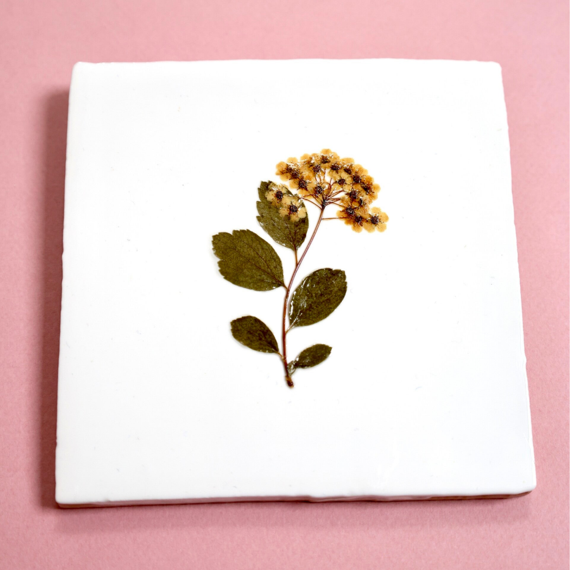 Tegeltje Vlierbloesem