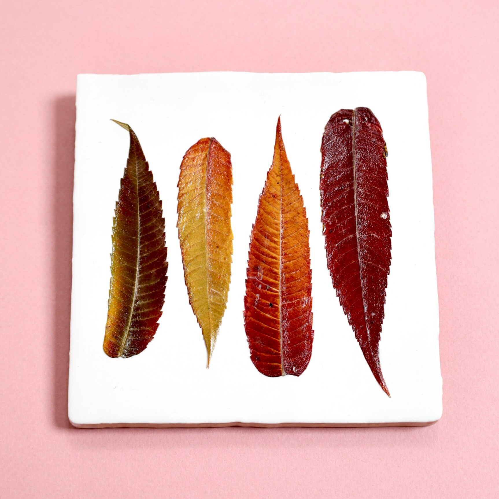 Tegeltje Herfstkleuren