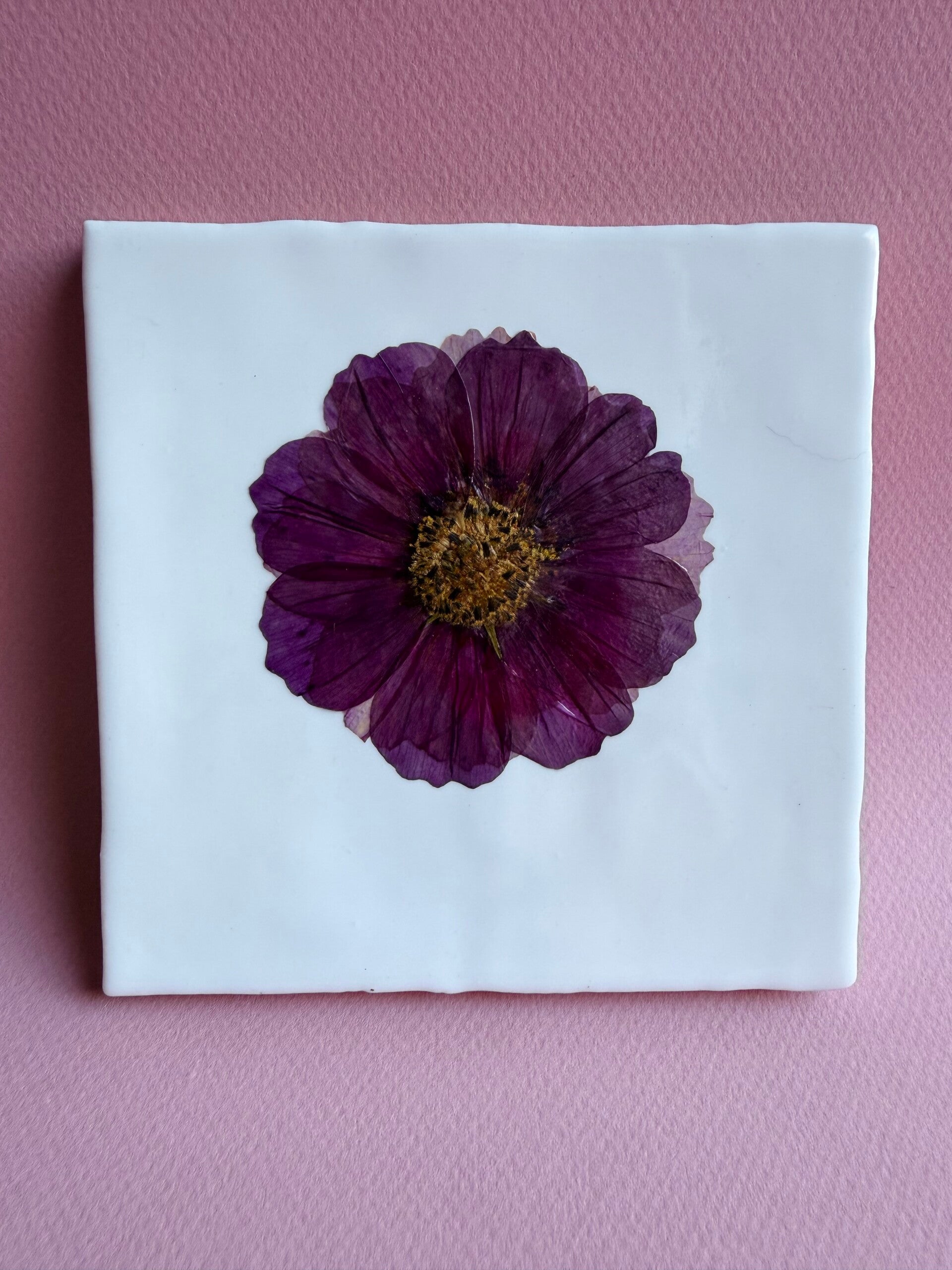 Tegeltje Cosmea