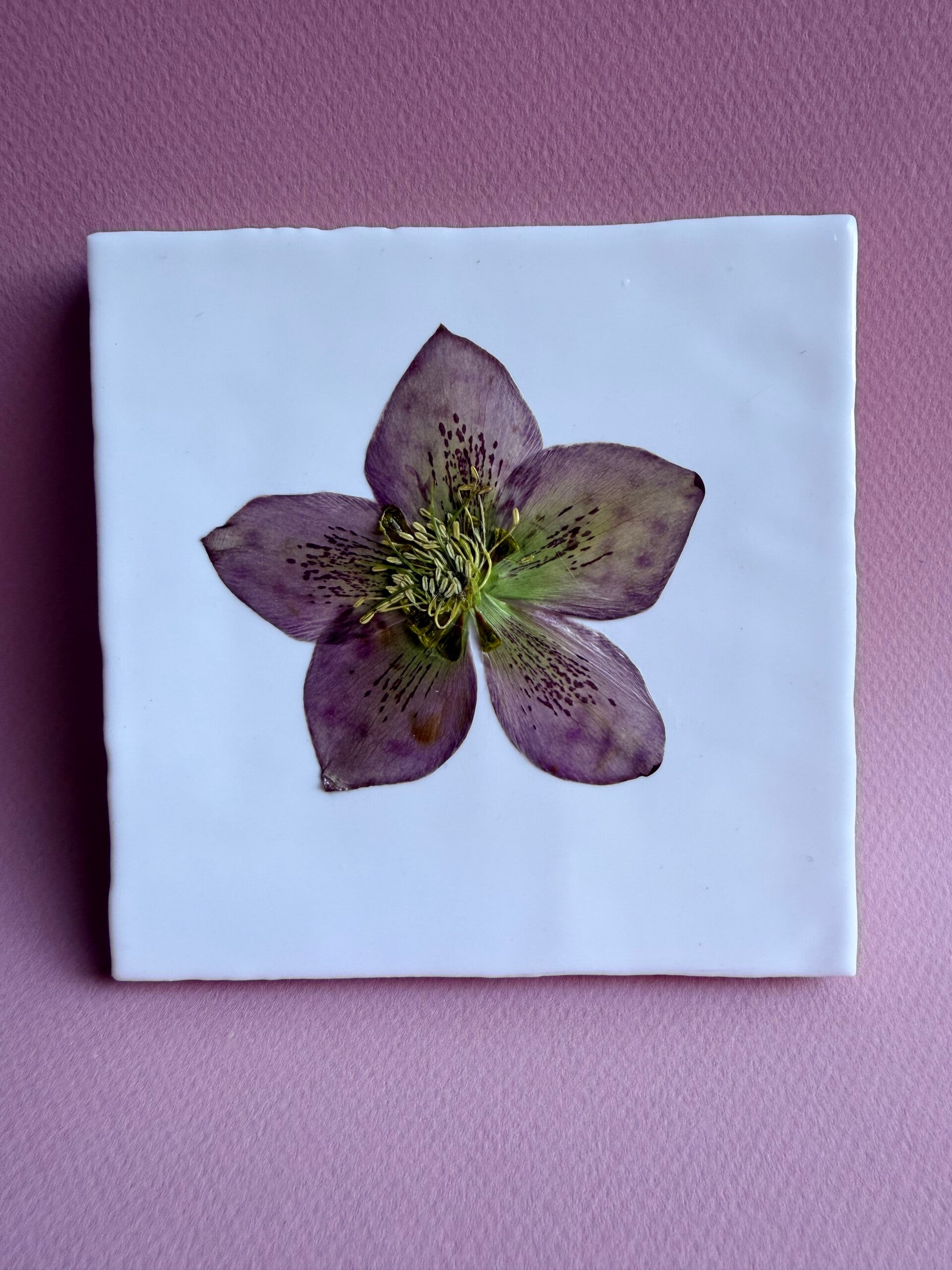Tegeltje Helleborus