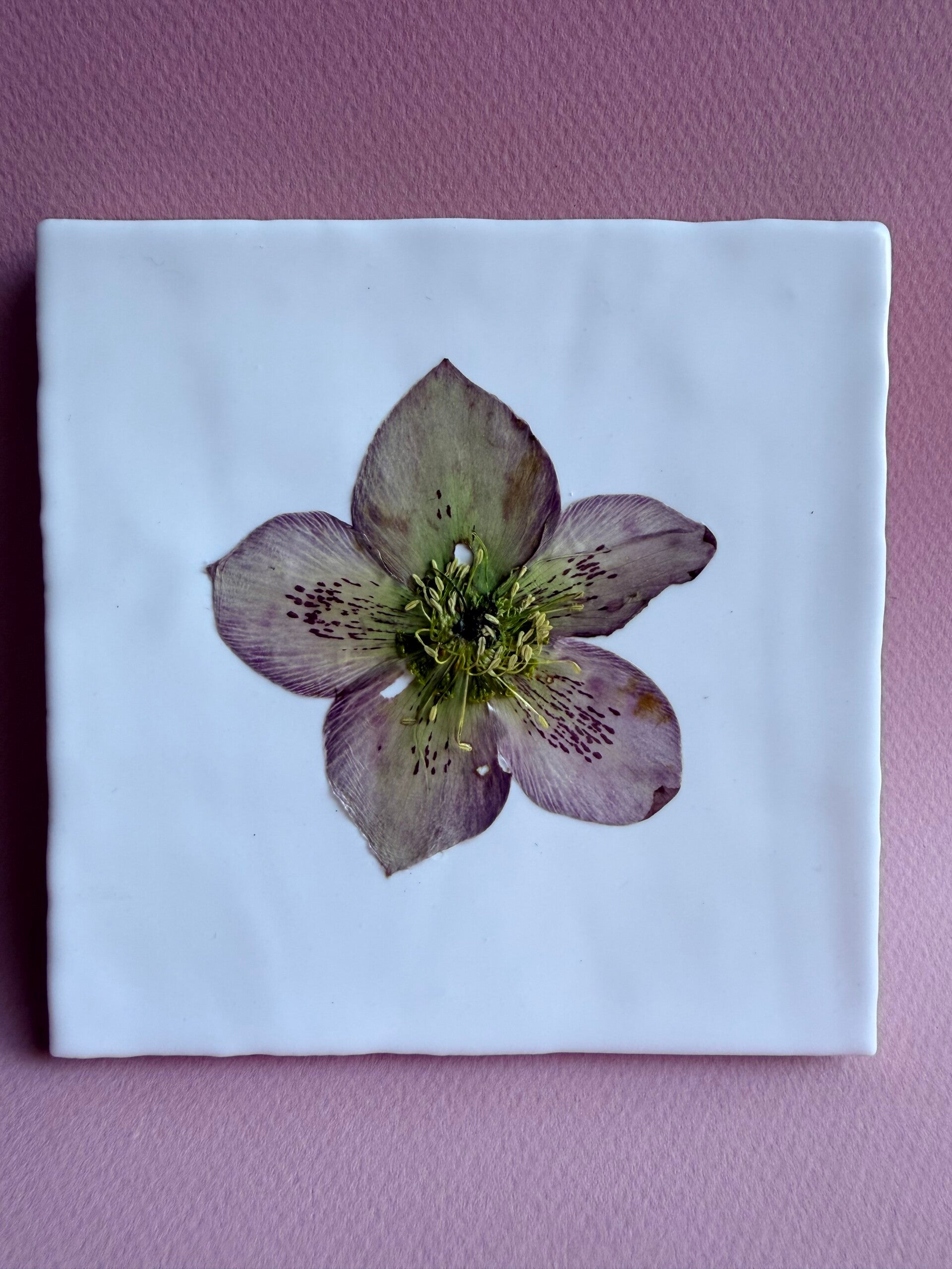 Tegeltje Helleborus