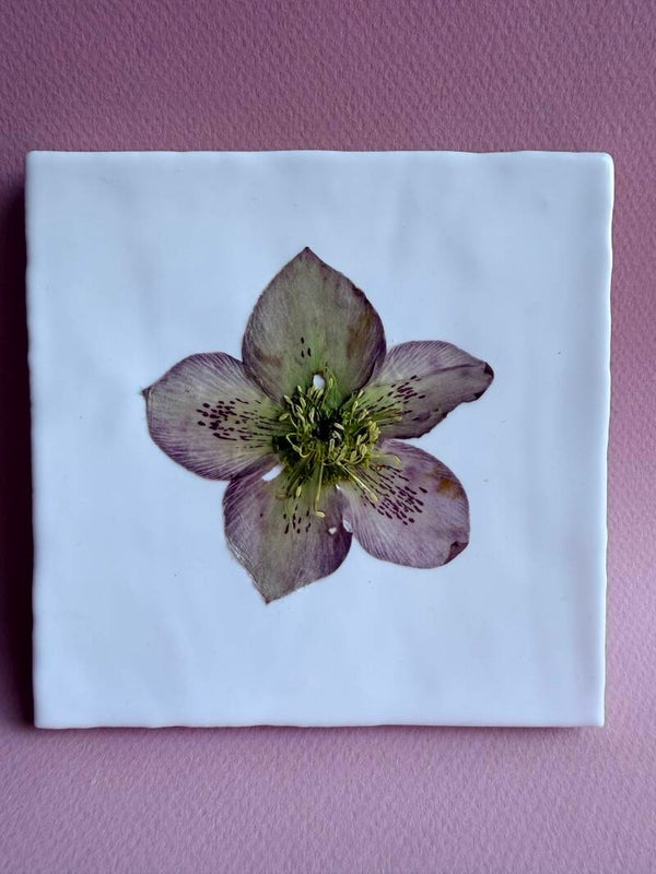 Tegeltje Helleborus