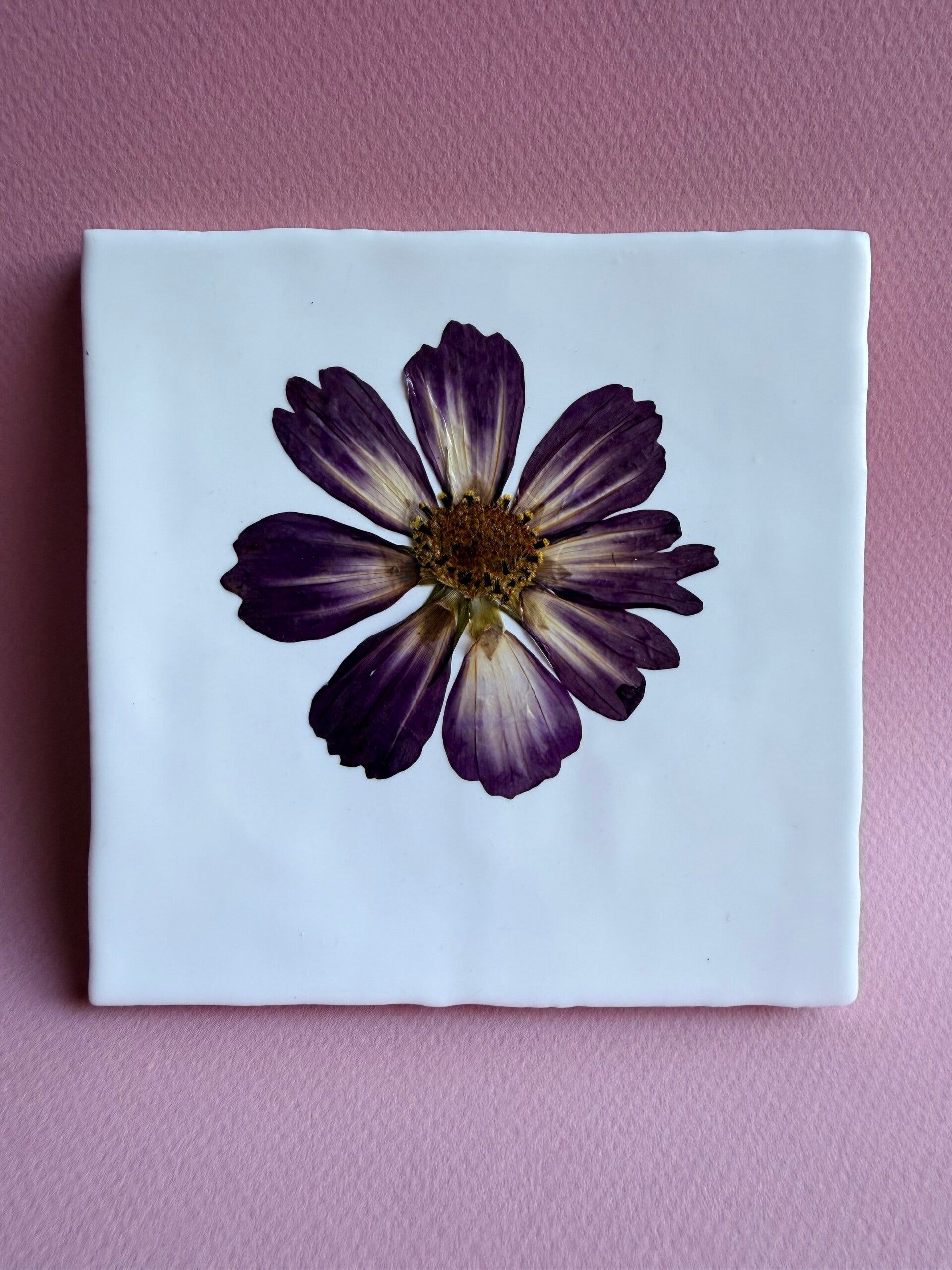 Tegeltje Cosmea No2