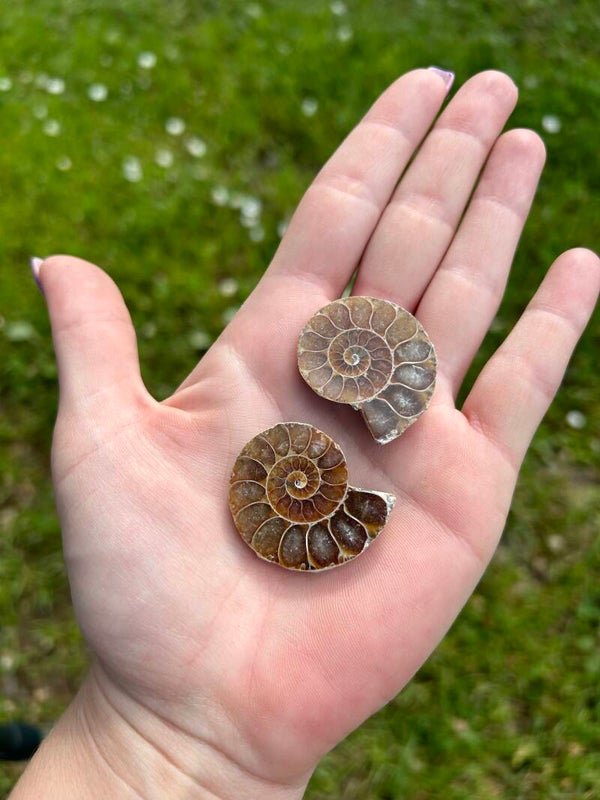 Ammoniet (Fossiel) 2 stuks - 1 paar