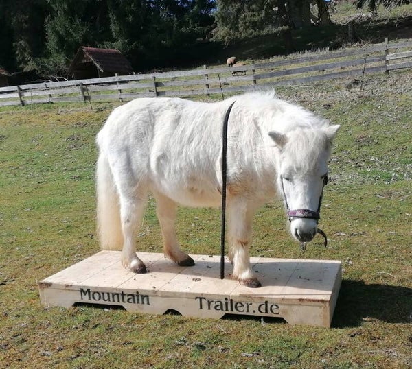 Extrem-Trail Kurs für Kinder & Einsteiger (ohne eigenes Pferd)