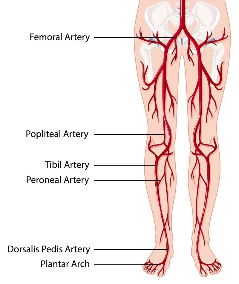 Grafik des Arterienverlaufs in den Beinen.