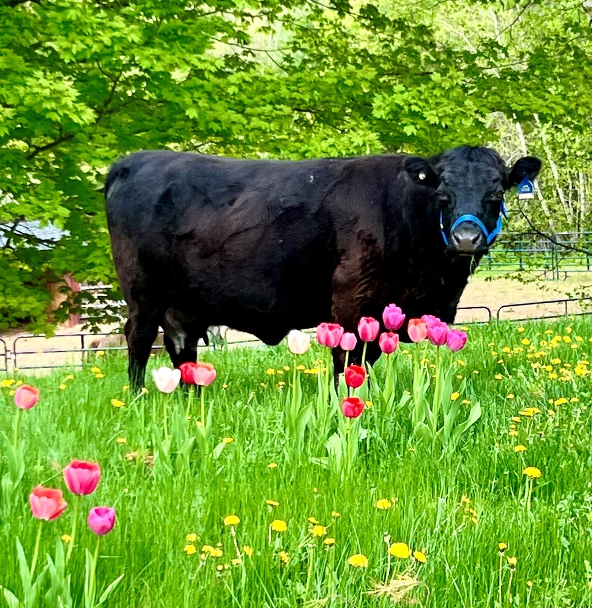 home | Chateau de Pommes de Terre, Dexter Cattle Stock Farm