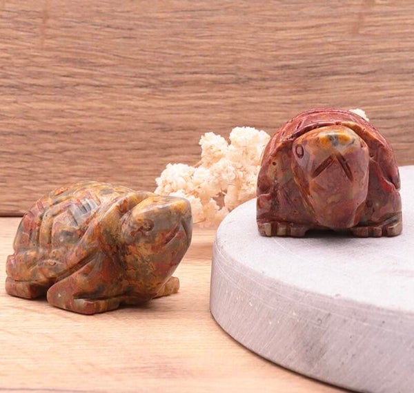 tortue agate crazy