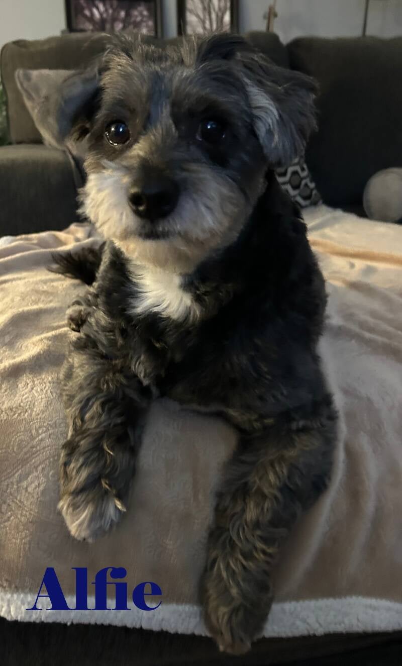 alfie-standard.jpg